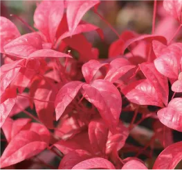 オタフクナンテン